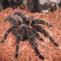 Lasiodora Parahybana