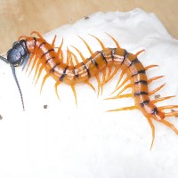 Scolopendra subspinipes de haani Cherry red