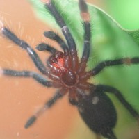 P. irminia "Pita"