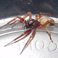 Spider ID