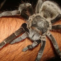 Acanthoscurria gomesiana