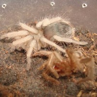 nhandu carapoensis ling post molt