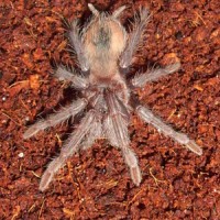 Lasiodora parahybana juvenile