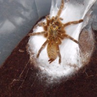 5inch P. murinus with eggsack