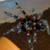 Brachypelma Auratum  (MM)