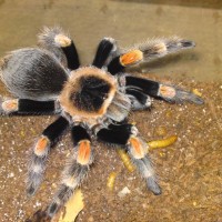 Brachypelma Smithi