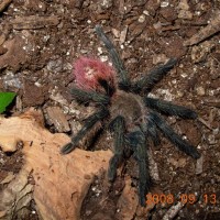 Thrixopelma ockerti  female