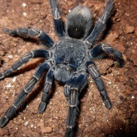 Homoeomma sp. blue