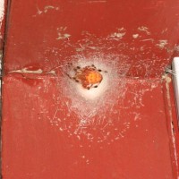 Orange Spider - What is it?