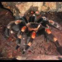 Brachypelma smithi R.I.P.