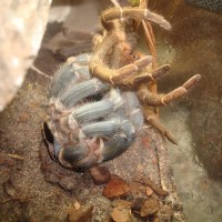 my A. seemanni molting