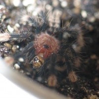 Psalmopoeus irminia