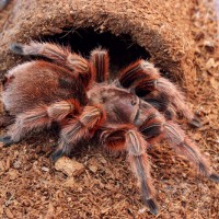 Grammostola sp RCF