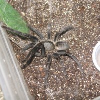 Is This A Haplopelma Longipes?