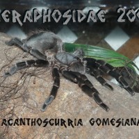 Acanthoscurria Gomesiana