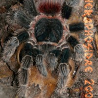 Lasiodora Klugi