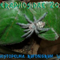 Pachistopelma Rufonigrum