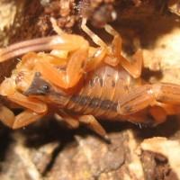 Tityus Stigmurus