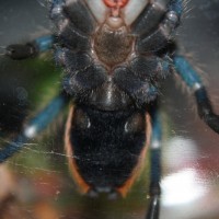 My Gbb Female?