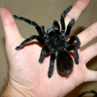 Sericopelma Rubronitens Fresh Molt