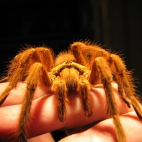 Pterinochilus murinus adult male