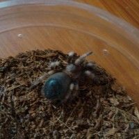 B. Smithi Ready To Moult