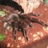 Pamphobeteus Sp. "machalla"