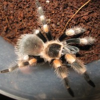 My First T( It Was So Small) B. Smithi