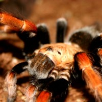 Boehmei Closeup