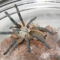 Monocentropus Balfouri