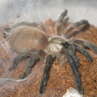 Monocentropus Balfouri