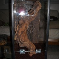 P. Fasciata Enclosure