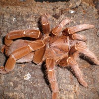 Citharischius Crawshayi