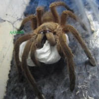 Chilobrachys Guangxiensis With Sac