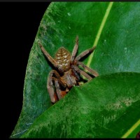 Unknown Bornean Spider