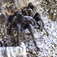 Haplopelma Minax