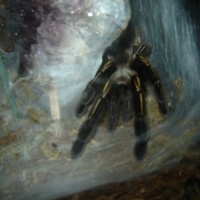 E. Murinus