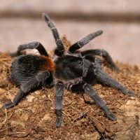 Euathlus Sp. 'red' Adult Female