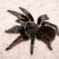 Sericopelma A/sa Rubronitens Female