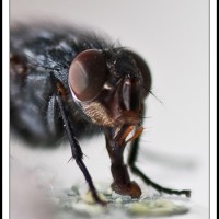 Housefly