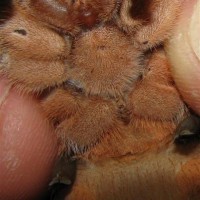 Aphonopelma Seemanni