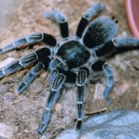 Aphonopelma Something?