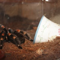 B. Smithi