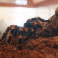 B. Smithi