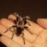 Mexican Red Knee