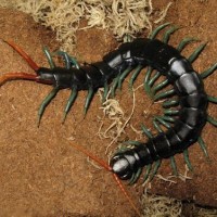 Scolopendra Subspinipes Dehaani ‘tricolor’