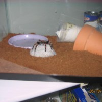 Our New Smithi, Bought From Darkarts.