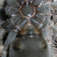 2" B. Smithi