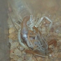 Deathstalker Molt