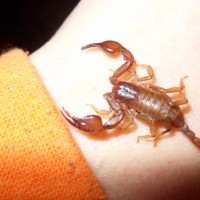 Euscorpius Tergestinus